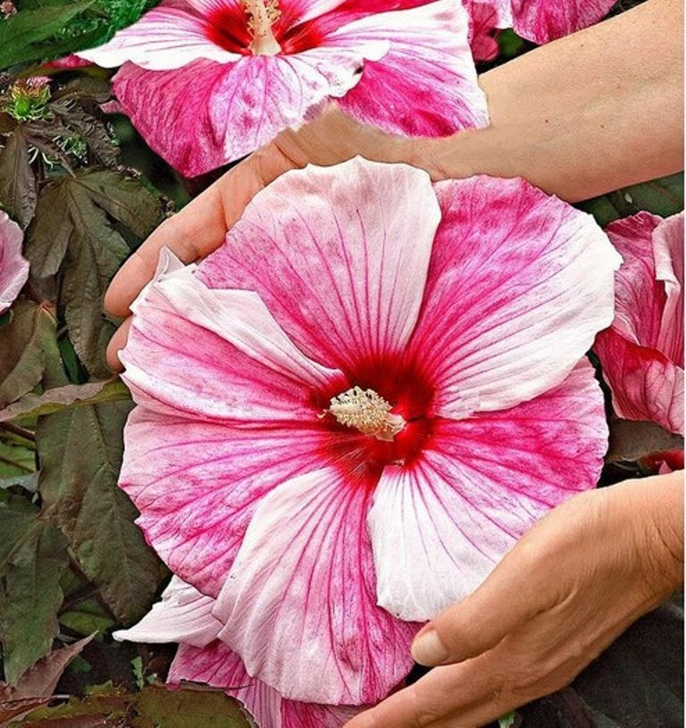 

wholesale100 Giant Hibiscus Flower Seeds Hardy ,Mix Colorplant bonsai