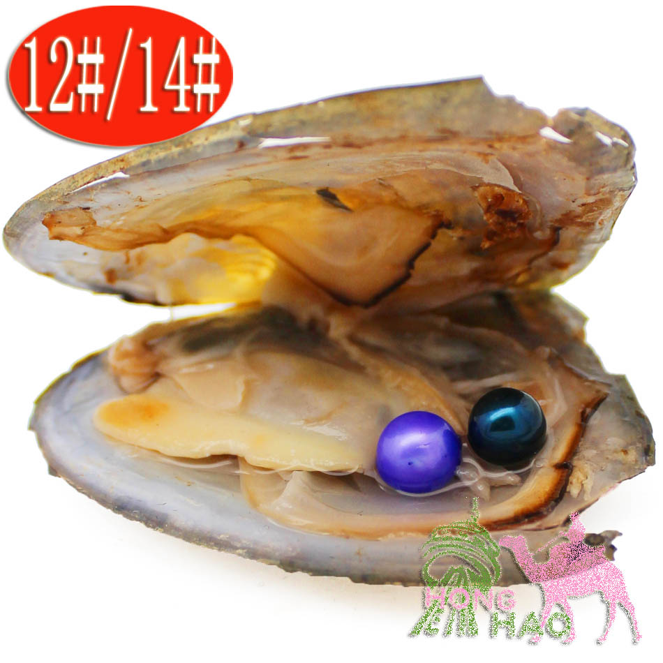 

Female natural Akoya freshwater aquaculture love pearl oyster 6-7mm 28-color pearl twins pearl in the triangle shell oyster shel