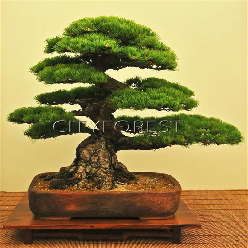 Indoor Grove Mini Forest Ornaments Plants Purifying air 20 pcs Cinnamon Bonsai Evergreen Tree Potted Plant for Home Garden