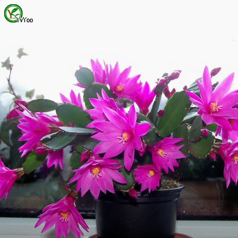 

Crab cactus Seeds Bonsai Flower Seeds Potted Plants Flowers 30 Particles / Bag F014
