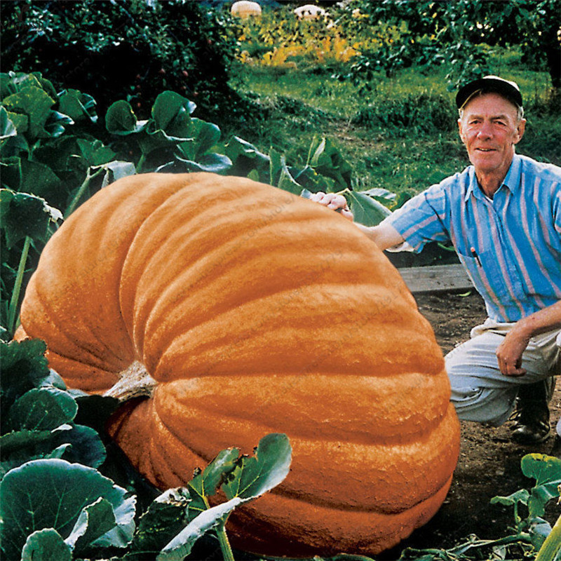 

True Giant pumpkin seeds,big Squash-ornamental gourds seeds,bonsai organic fruit vegetable seeds for home garden 10pcs/bag