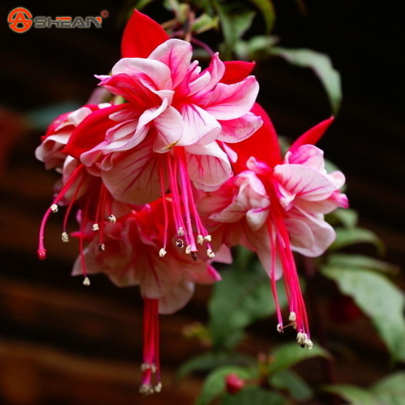 

wholesale50 Multicolor Pink Double Petals Fuchsia Seeds Potted Flower Seedsplant bonsai