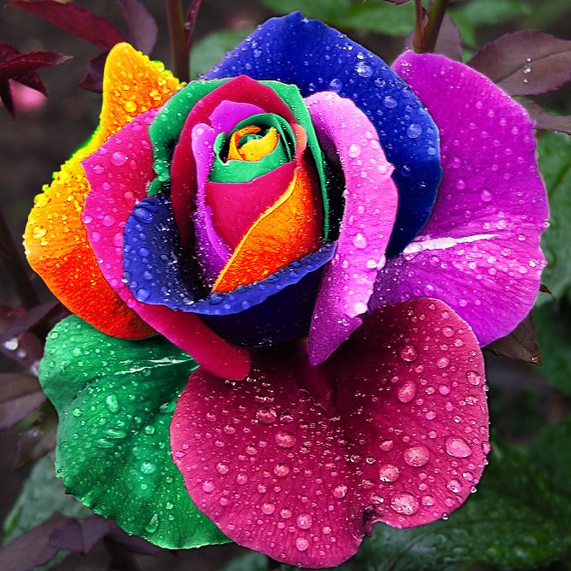

200 pcs Seeds Rare Holland Rainbow Rose Flower Home Garden Rare Flower Seeds Colorful Rose Seeds