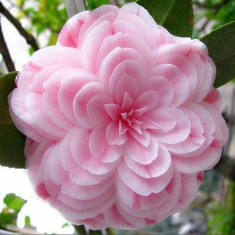 

Hot Sale 50 pcs/bag Camellia seeds home garden flowers seed rainbow color bonsai plants rare tree seeds for 2016 gift Semillas
