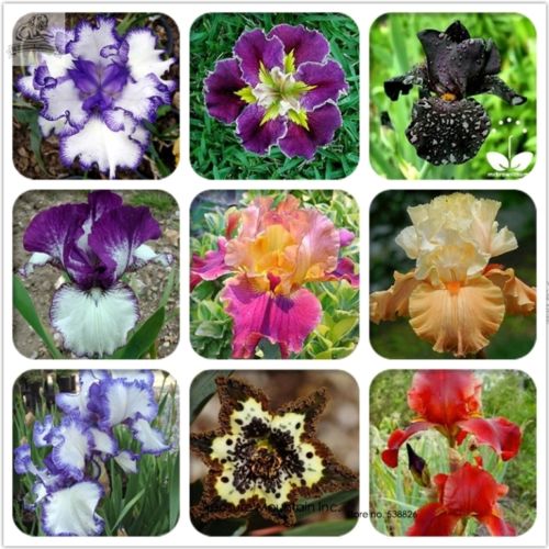 

20 Rare Heirloom Iris Flower Seeds, Professional Packplant bonsai Tectorum Perennial