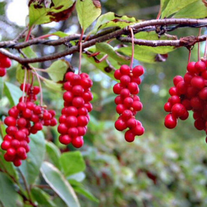 

Schisandra Seeds, DIY Home Garden Plant Chinese Magnolia Vine Edible Fruit Seeds - 50pcs / lot