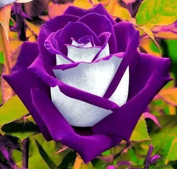 

200 PCS Red dragon rose seeds, rare bonsai flowers plant seeds