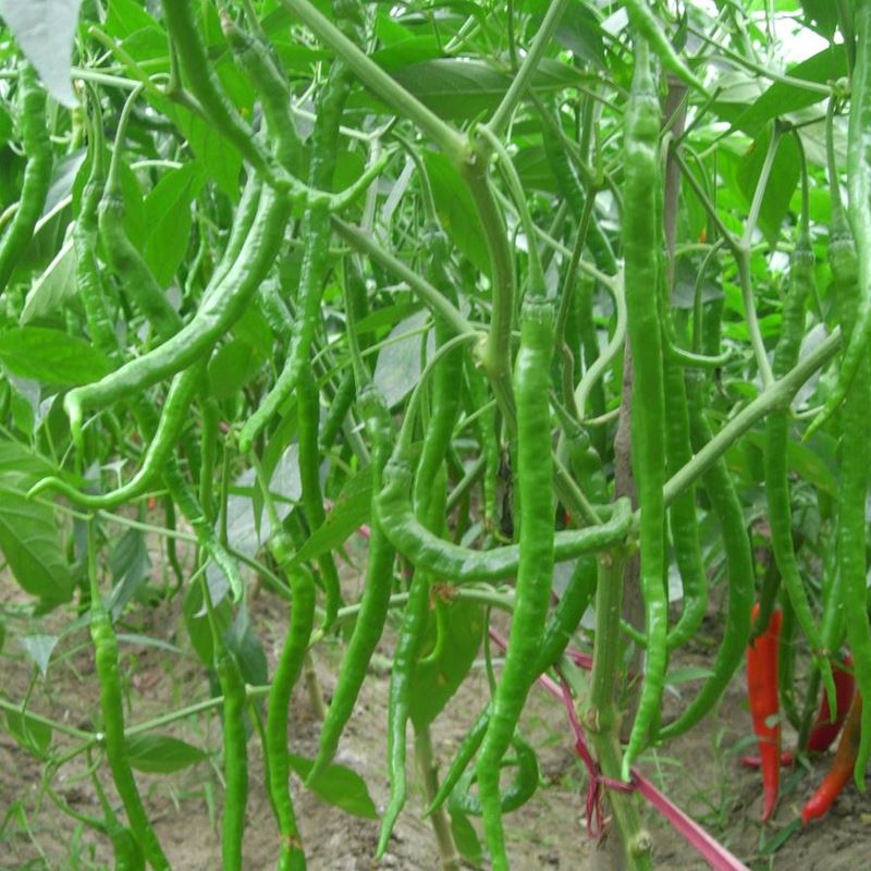 Home Garden Plant 100 Seeds Red Spicy Hot Long Chilli Pepper Patio Plant Vegetab