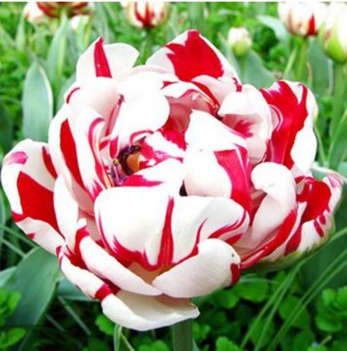 

wholesale5 Bulbous-root Flower Tulips, Flower of Common Tulip bulb F COLOR 16plant bonsai