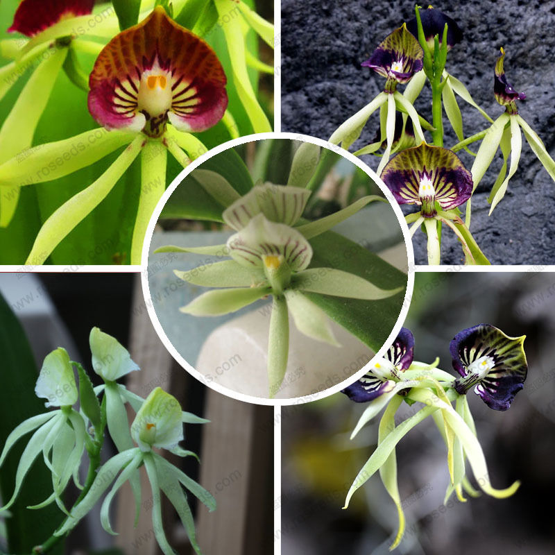 

wholesale50 Mixed Octopus Orchid Seeds China Rare Flower Seedsplant bonsai