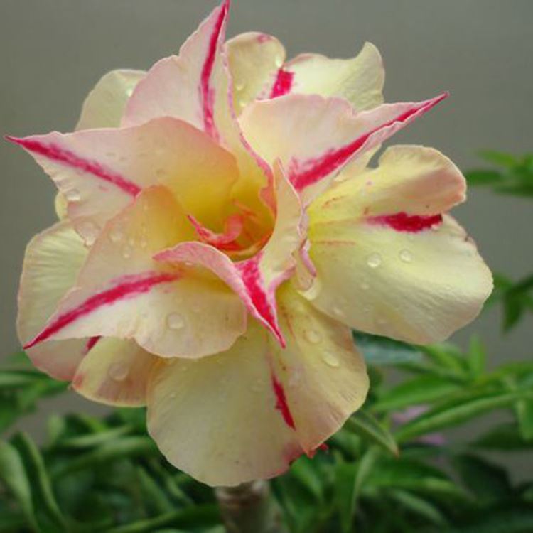 

Red and Yellow Desert Rose Seeds Ornamental Plants Flowers Seeds Balcony Potted Adenium Obesum Seeds