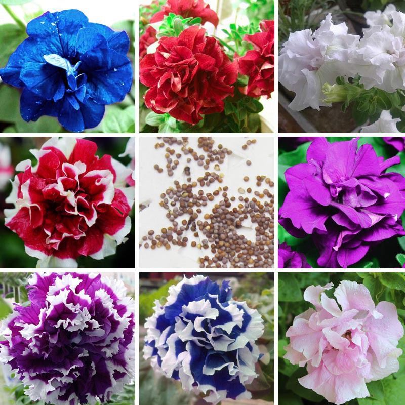 

8 species Petunia Seeds Petunias Garden Bonsai Balcony Petunia hybrida Flower Seed A pack 50 pieces