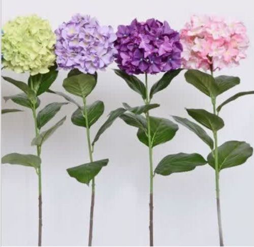 

wholesale100 Hydrangea flower seeds Random 24 Kindplant bonsai