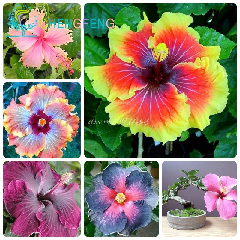 

wholesale50 pcs Hibiscus seeds 24 kinds HIBISCUS ROSA SINENSIS Flower seedsplant bonsai