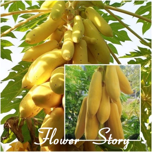

Yellow Gold Papaya 20 Heirloom Seeds, Delicious Fruit Seeds for home garden planting Unique Very RARE Free shipping