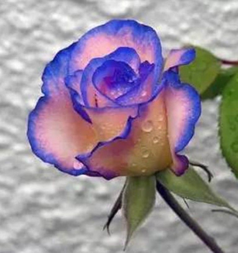 

wholesale200PC blue edge Rose seed. Rare plant seedsplant bonsai