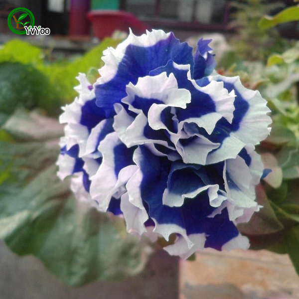 

Petunia Seeds Flower Pot Planters Garden Bonsai Flower Seed 200 Particles / lot E021
