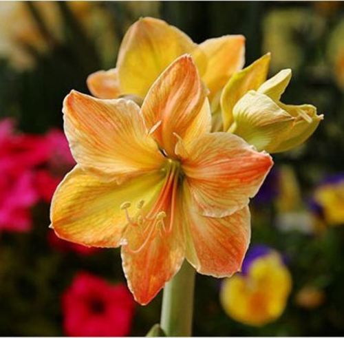 

wholesale Beauty! 2 Pcs Yellow Sunrise Sine Amaryllis Bulbs bonsai plant garden