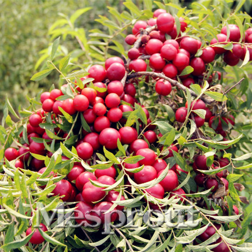 

Southern varieties of potted plum fruit wholesale fruit plum seed maturing three Chinese Li Zaiji to direct 10 Seeds/Pack