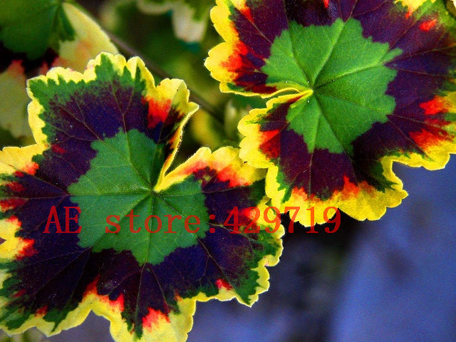 

100 pcs rare japan Geranium Seeds Perennial Flower Pelargonium Peltatum Seeds Indoor Rooms for ornamental-plant Easy to grow
