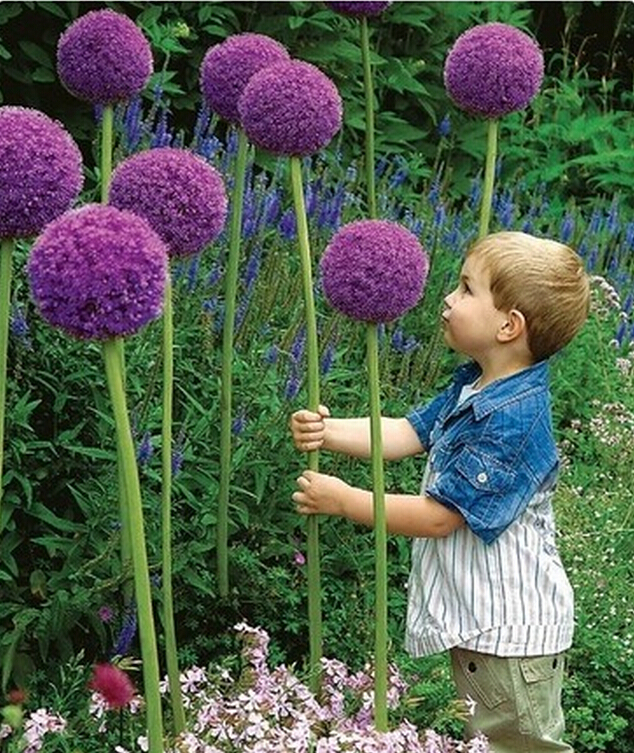 

100 seeds/pack 3 Variety Color Allium Giganteum Beautiful Rate 95% Rare Flower For Kid Garden Decoration Bonsai Flower Seeds