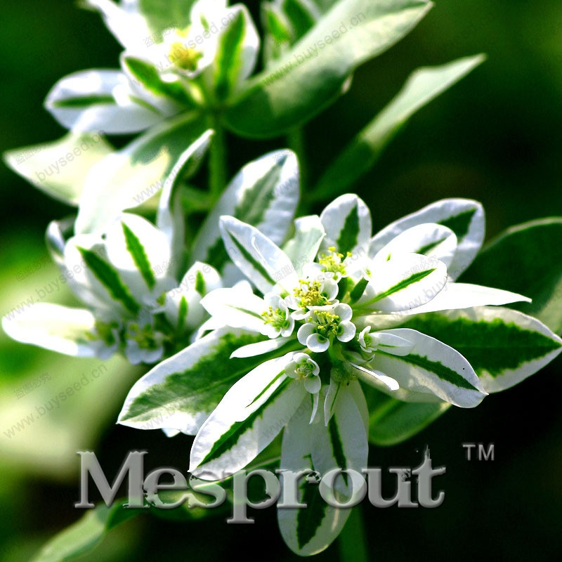

New Arrival Euphorbia Marginata Seeds Perennial Potted Plant Seeds Chinese Flowers Seeds 100PCS Euphorbia marginata