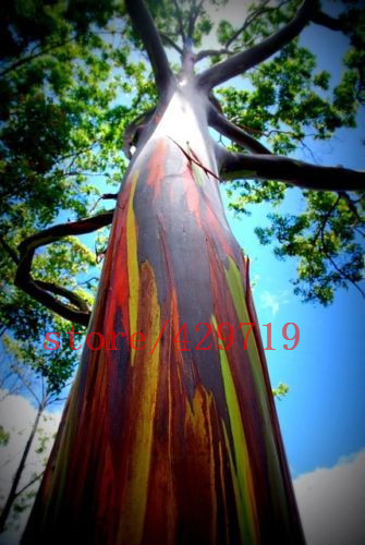 

200 RAINBOW tree seeds (Eucalyptus deglupta) Mindanao Gum rare tree seeds for home garden planting