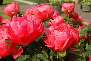 

Peony/paeonia plant 'Coral Sunset' 3/5 eye bare root Shipping March 2017