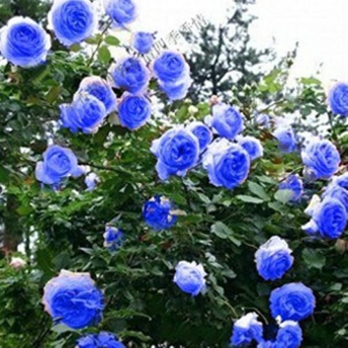 

wholesale100 PC blue Chinese rose seeds,Blue Climbing Rose Plantsplant bonsai