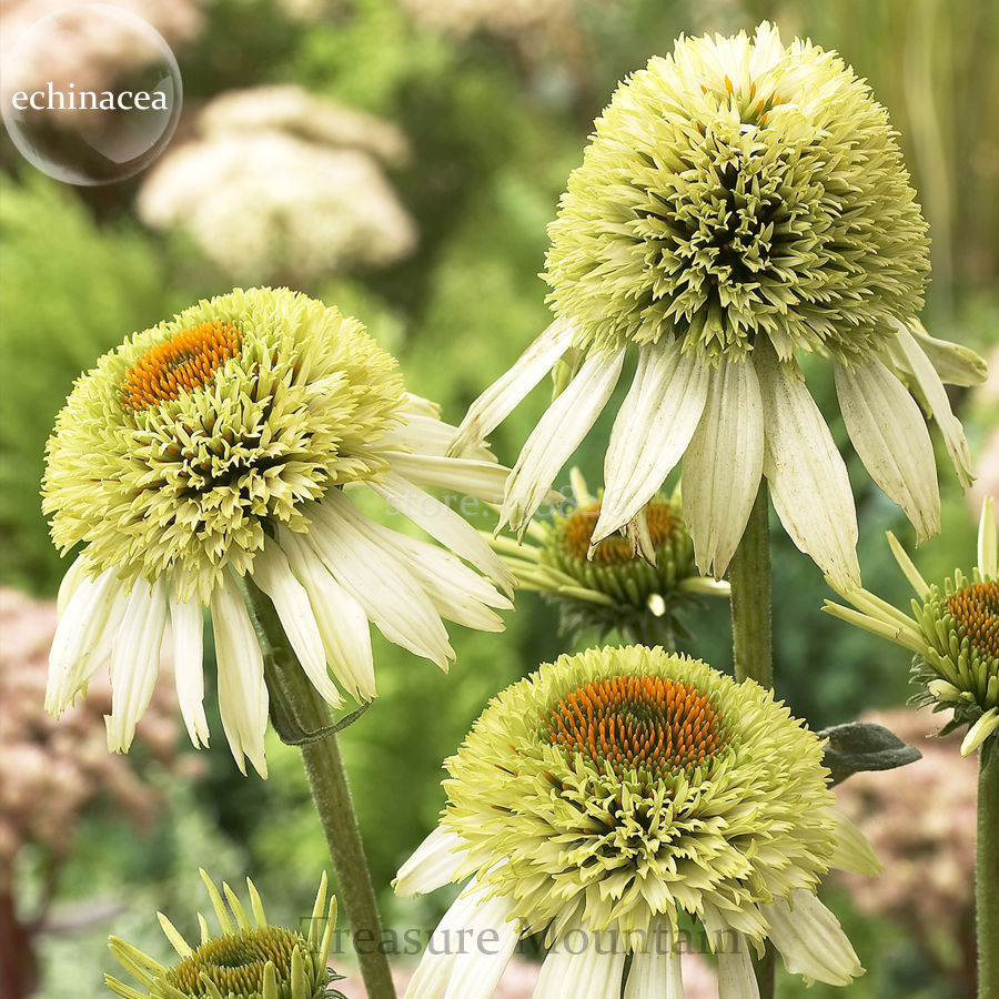 

wholesale100 'Coconut Lime' Echinacea, 100 Seeds, coneflower single row of greenplant bonsai