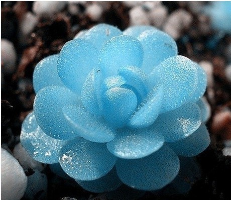 

50 seeds/pack Imported mini potted succulents seed stems Tetragonia raw stone blue lotus flower seeds