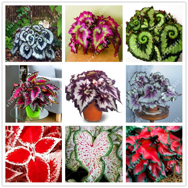 

wholesale100pcs/bag beautiful Begonia,begonia seeds bonsai flower seeds Mixplant bonsai