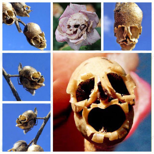 

wholesale100 The Death Rose seeds rare and mysterious plant species of snapdragonplant bonsai