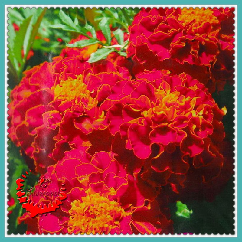 

50 French Marigold Flower Seeds Ornamental Beautiful Garden Subtle fragrance floats A258