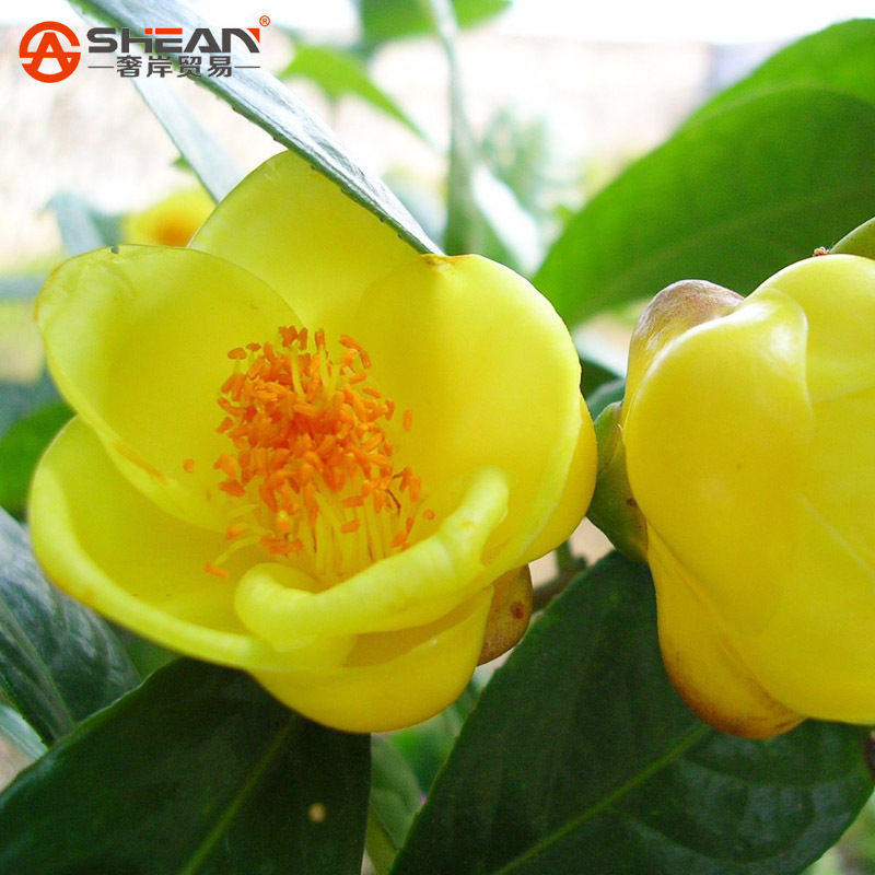 

wholesaleA Pack 100 Pcs Yellow Camellia Seeds Potted Plants Terrace Garden Flower Seedsplant bonsai