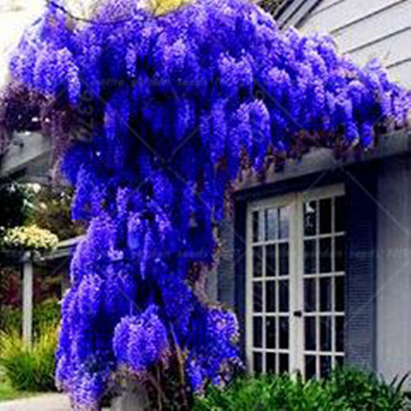 

10 seeds/ pack. HOT SALE NEW BLUE Wisteria Tree Seeds Indoor Ornamental Plants Seeds Wisteria Flower Seeds,beautiful your gardon