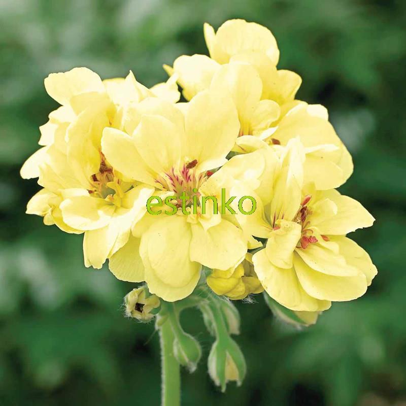 

10pcs Rare Geranium Seeds Custard Cream Pelargonium Perennial Flower Seeds Hardy Plant Bonsai Potted Plant Free Shipping