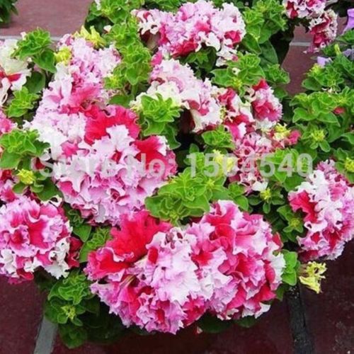 

wholesalePetunia hanging Petunia petals flower seeds plant seeds - 200PCplant bonsai