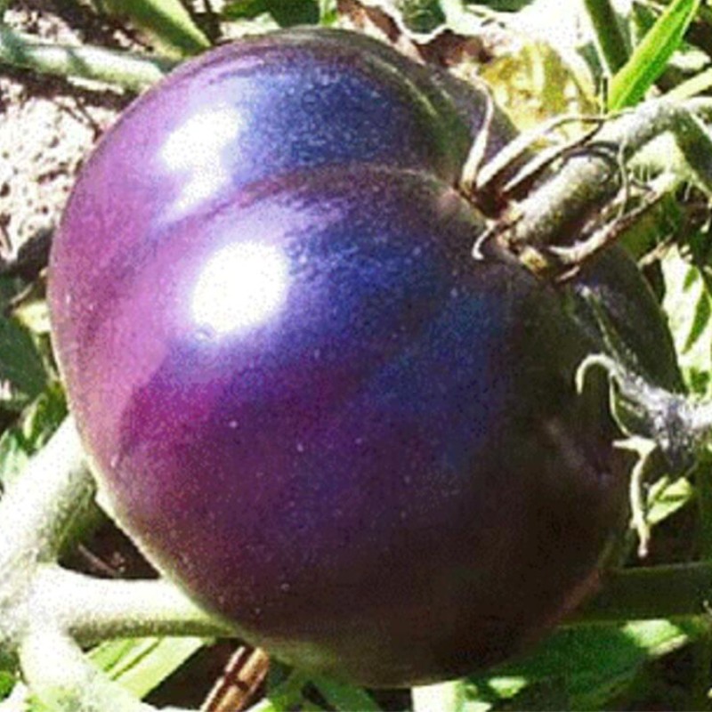 

100 Particles / Lot Giant Tomato Seeds, Vegetable Seeds Balcony Potted Purple Tomato Easy to Grow