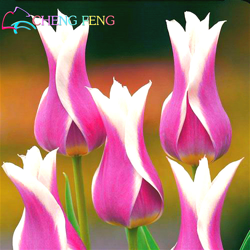 50Pcs Black-Purple Tulip Bulbs Root Flowers Balcony Perennial Home Garden Plants