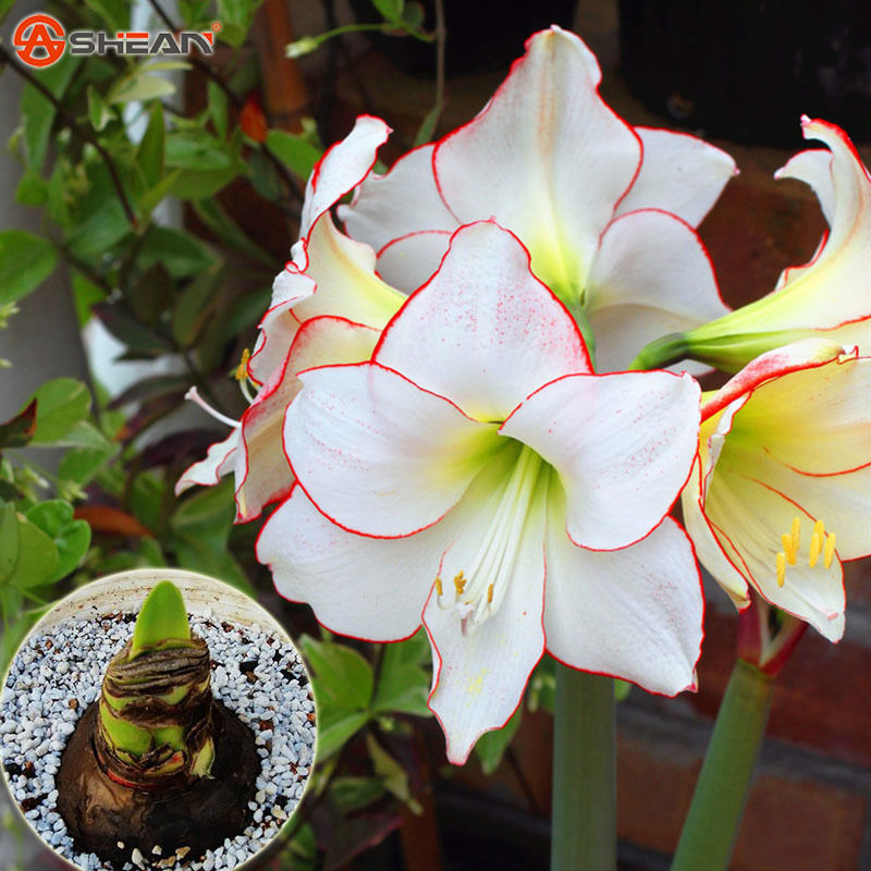 

wholesale2 Barbados Lily White, Amaryllis Bulbs,Hippeast rum Bulbs Bonsai Color bonsai plant garden