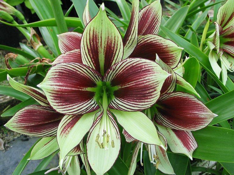 

wholesale2 Pcs Amaryllis Pappilo Bulbs Beauty Garden Flowers (it is Not Seed)plant bonsai