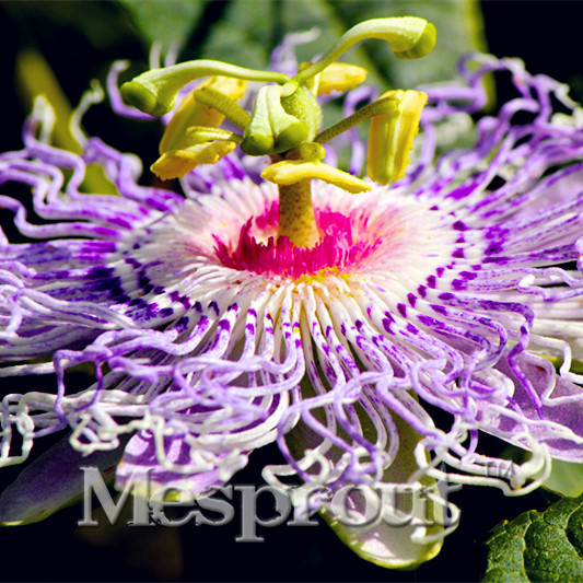 

New Arrival!100PCS beautiful Spider flower seeds different Color wavy Spider flower seeds bonsai pots DIY home & garden