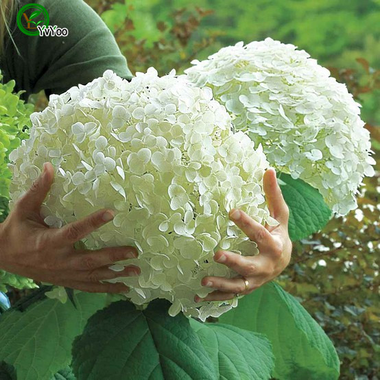 

Hydrangea Seeds Mixed Hydrangea Flowers Garden Plant Bonsai Viburnum 30 seeds H002