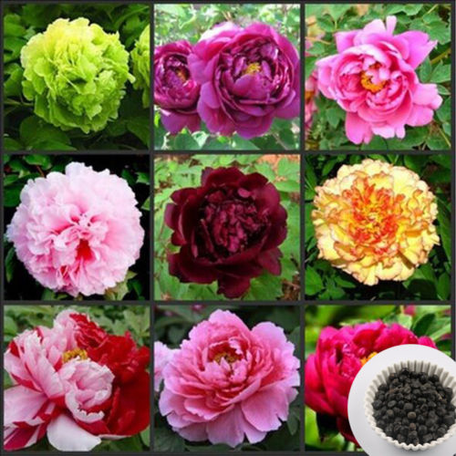 

wholesale10 Mix Random 24 Kind Chinese Peony, Peony Root Seedsbonsai plant garden