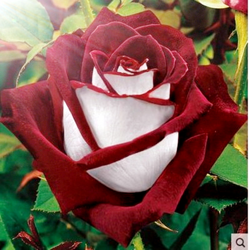 Distribuidores de descuento Hermosas Flores De Rosas Blancas ...