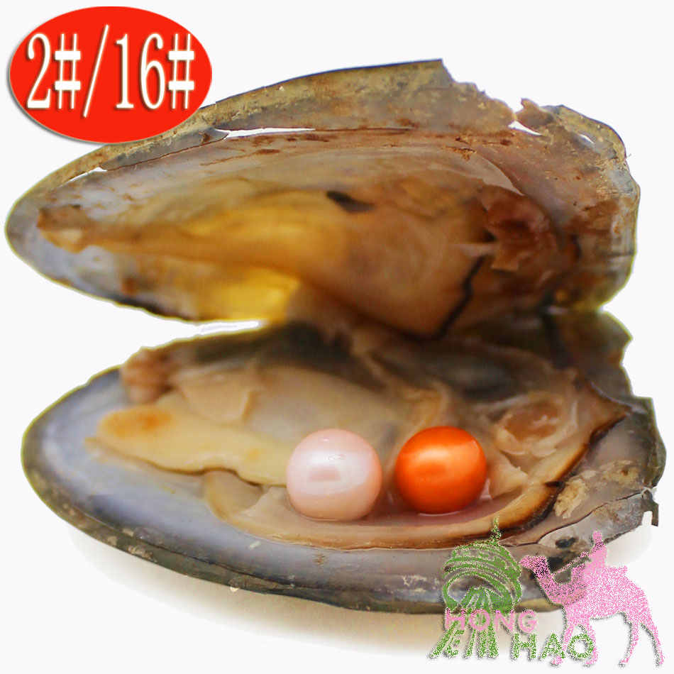 

Factory wholesale vacuum bag oyster pearl stained beads akoya twins pearl oysters separate packaging birthday wedding gift