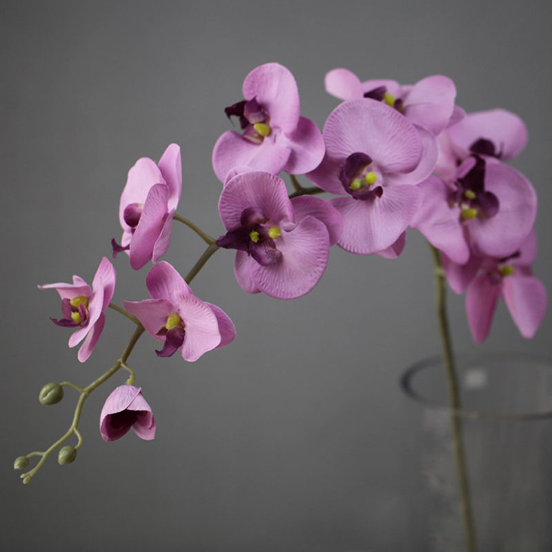 Euro purple