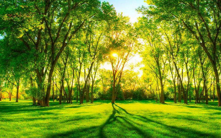 

wallpapers for bed room custom 3d wallpaper living room Green forest landscape free photo wallpaper, As the photo
