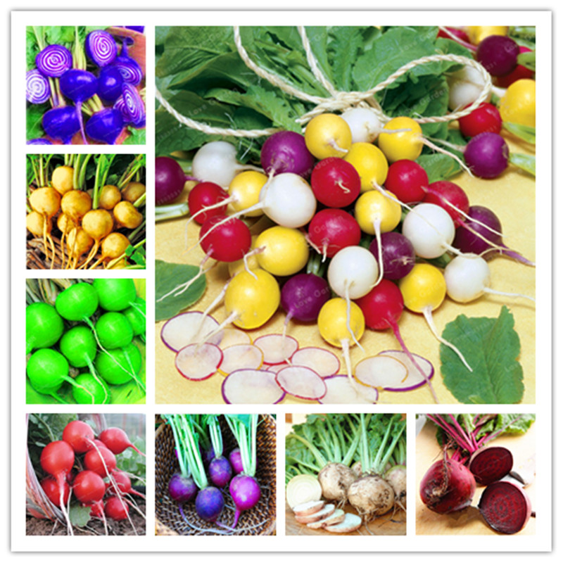 

Cherry Belle Radish Seeds High Quality Easy Grow Organic Delicious Vegetables Outdoor Plant Pot For Home Garden 50 Pcs